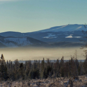 na Kráľovej holi stojí ...strom železný