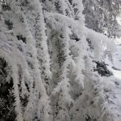 vianočná výzdoba ...