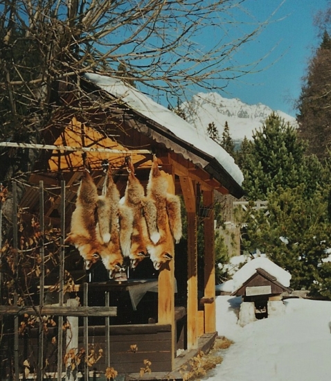 po jednej mesačnej noci ...