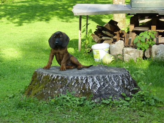 Aron - nový člen rodiny