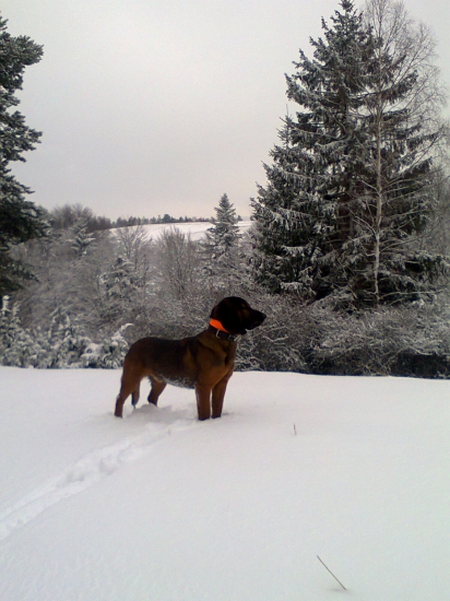 Aron ( Fips zo Siladiho dvora ) - 7 mesačný