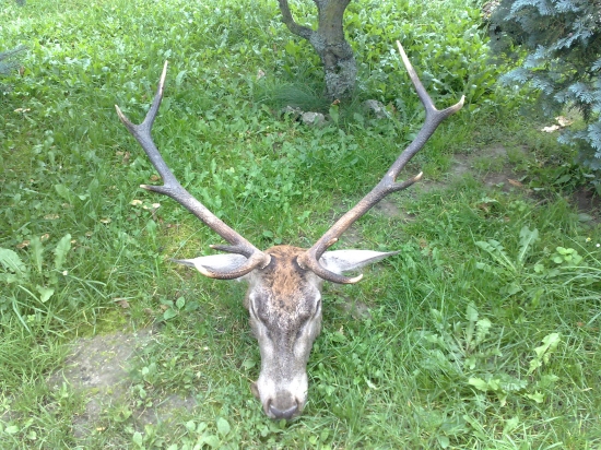 Otcov tohoročný