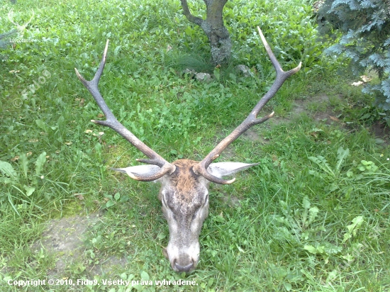 Otcov tohoročný