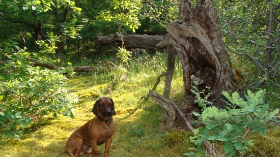 Dan s Pod Čertovej bane