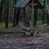 keď sa dostaví hlad