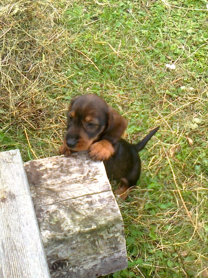 Nova pomocnička do lesa :)