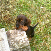 Nova pomocnička do lesa :)