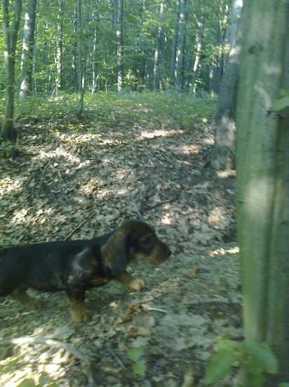 Prve potulky lesom .....