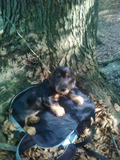 Môja pomocnička ...