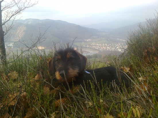 Moja mala pomocnička ......