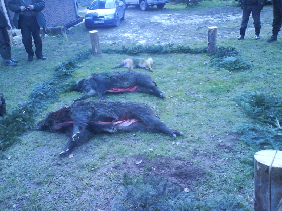 Spoločna polovačka