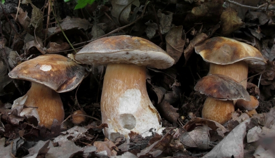 hríb bronzový (Boletus aereus)