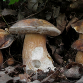 hríb bronzový (Boletus aereus)