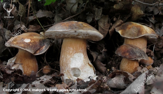 hríb bronzový (Boletus aereus)