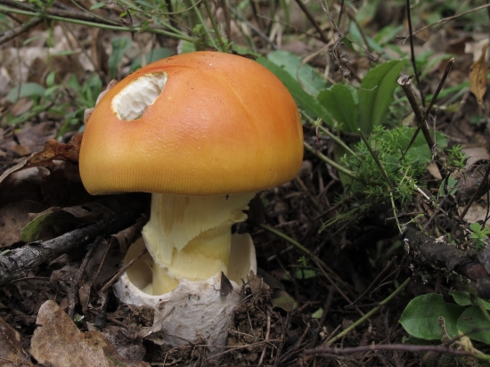 muchotrávka cisárska Amanita caesarea (Scop.ex fr.) Grev.