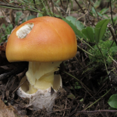 muchotrávka cisárska Amanita caesarea (Scop.ex fr.) Grev.