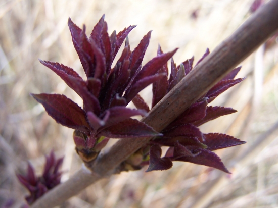 Pučiaca baza červená