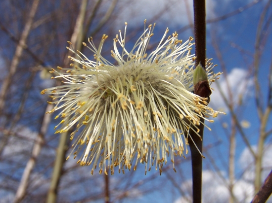 Jarná včelia pochúťka