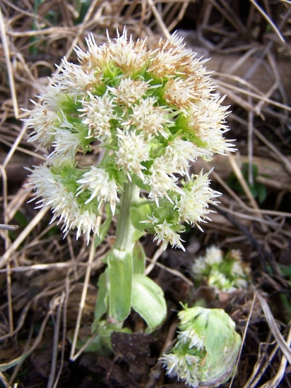 Deväťsil biely (Petasites albus)