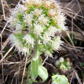 Deväťsil biely (Petasites albus)