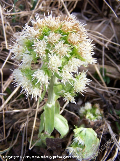 Deväťsil biely (Petasites albus)
