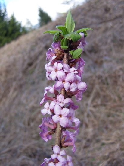 Lykovec jedovatý (Daphne mezereum)