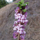 Lykovec jedovatý (Daphne mezereum)