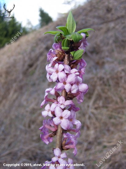 Lykovec jedovatý (Daphne mezereum)