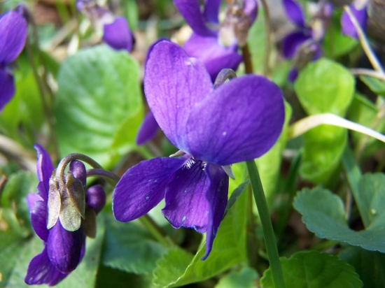 Fialka voňavá (Viola odorata)
