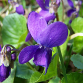 Fialka voňavá (Viola odorata)