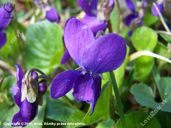 Fialka voňavá (Viola odorata)