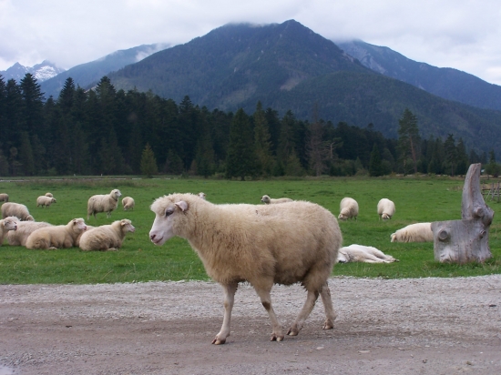 Belanské Tatry od Šarpanca