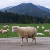 Belanské Tatry od Šarpanca