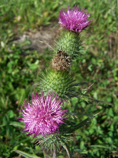 Pichliač obyčajný  - Cirsium vulgare