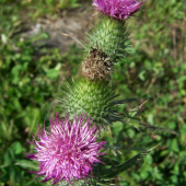 Pichliač obyčajný  - Cirsium vulgare