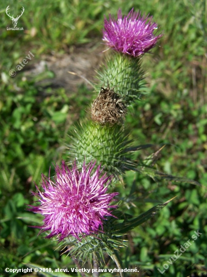 Pichliač obyčajný  - Cirsium vulgare
