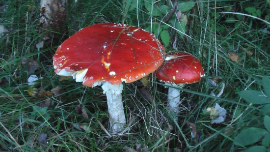 Jedovaté krásavice