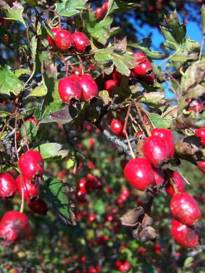 Hloh jednosemenný práve dozrieva