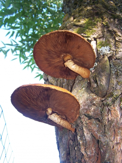 Príživníctvo či symbióza?