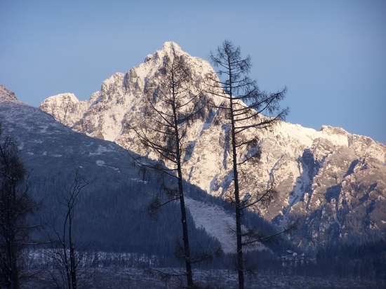 Smrekovce