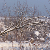 Boj prírody s gravitáciou