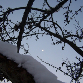 Uväznený v korune starej jablone