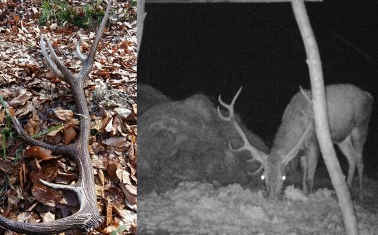 Keď sa srdce rozbúši