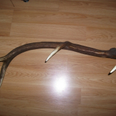 osmorak