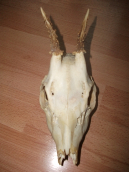 otcov prvy