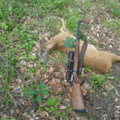 vychodený krásny srnec