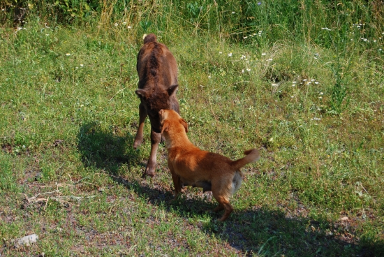 male zubrica v opatere:-)