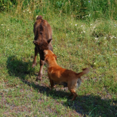 male zubrica v opatere:-)