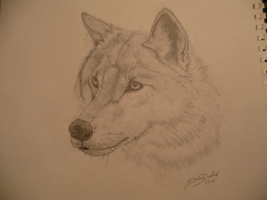 moj prvy kresleny vlcik