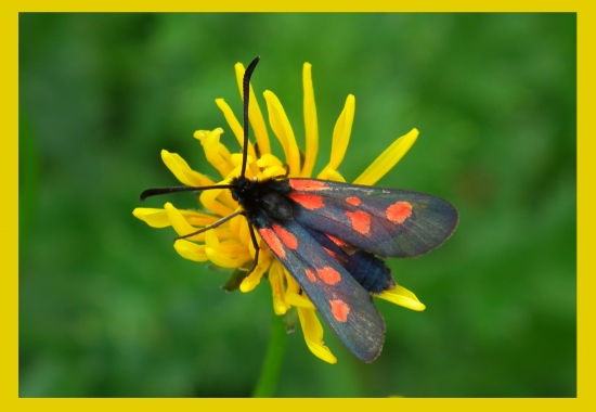 Vretienka obyčajná